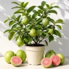 Pink Guava Live Plant - Sweet Tropical Fruit Tree Seedling - 6-10 Inch Tall - Image 1