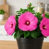 Pink Hibiscus Live Plant – Tropical Flowering Shrub – 4-8 Inch Tall - Image 1