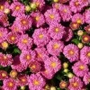 Pink Ice Igloo Garden Mum Live Plant - Hardy Perennial, Pink Flowers, 2.5x4 inch Pot - Image 1