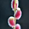 Pink Japanese Pussy Willow Mt Aso Live Plant, Shrub Bush, Starter Plant, Zones 4-7 - Image 1