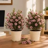 Pink Manuka Tea Live Plants - 2 Pack, 4-6 Inch Tall, Pink Flowers, Outdoor Shrub - Image 1