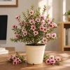 Pink Manuka Tea Plant - Leptospermum scoparium Live Plant, 4-6 Inch Tall Starter - Image 1
