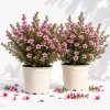 Pink Manuka Tea Plants Live for Planting - Leptospermum, 4-6 Inch Tall - Image 1
