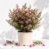 Pink Manuka Tea Tree Live Plant – Leptospermum, Pink Flowers, 4-6 Inch Tall - Image 1