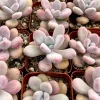 Pink Moonstone Succulent Live Plant - Pachyphytum Oviferum, 2 inch Pot - Image 1