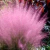 Pink Muhly Grass Live Plant - 5 Pack Perennial Ornamental Grass - Image 1
