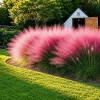 Pink Muhly Grass Live Plant Set - 2 Perennial Ornamental Grasses, 4-8 Inch Tall - Image 1