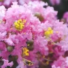 Pink Myrtle Live Plant – 1 Quart Pot – Outdoor Shrub - Image 3
