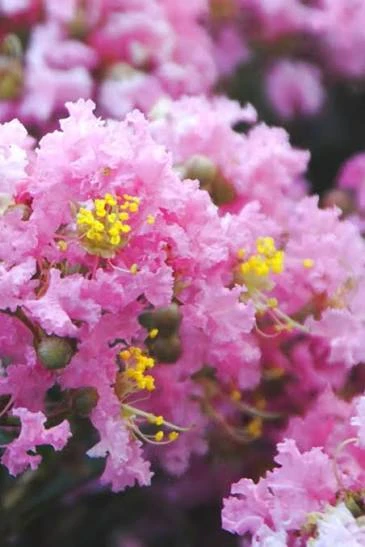 Pink Myrtle Live Plant – 1 Quart Pot – Outdoor Shrub - Image 3