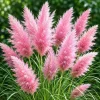 Pink Pampas Grass Live Plant – Cortaderia Selloana, 4-8 Inch Tall Perennial - Image 1