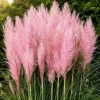Pink Pampas Grass Live Plant Set of 2, 4-8 Inch Tall, Perennial Grasses for Outdoor Garden - Image 1
