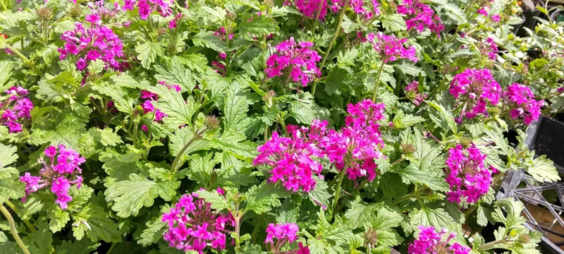 Pink Perennial Verbena Canadensis Live Plant - 4 inch Pot - Outdoor Flower - Image 2