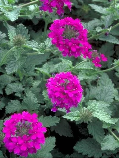 Pink Perennial Verbena Canadensis Live Plant - 4 inch Pot - Outdoor Flower - Image 1