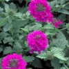 Pink Perennial Verbena Canadensis Live Plant - 4 inch Tall, Outdoor Flower - Image 1