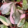 Pink Princess Philodendron Live Plant - Variegated Tropical Houseplant in 4-inch Pot - Image 1