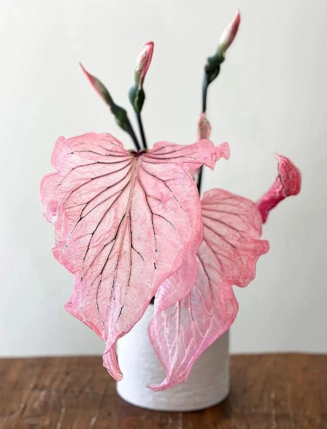 Pink Princess Symphony Caladium Bulbs - Heart-Shaped Foliage - Image 4