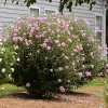 Pink Rose of Sharon Althea Live Plant – Quart Pot – Outdoor Shrub - Image 3