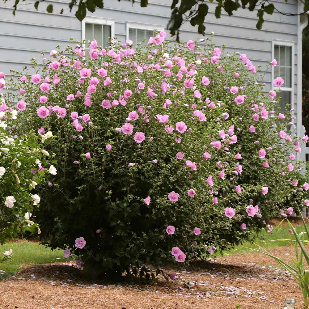 Pink Rose of Sharon Althea Live Plant – Quart Pot – Outdoor Shrub - Image 3