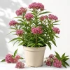 Pink Swamp Milkweed Live Plants, Asclepias, Perennial, 4-8 Inch Tall, Set of 2 - Image 1