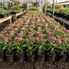 Pink Swamp Milkweed Plants Live - Set of 4, 4-8 Inch Tall Perennials - Image 1