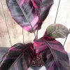 Pink Variegated Banana Plant Live - Large Musa in 10-inch Pot, Tropical Houseplant - Cannot ship to CA - Image 1