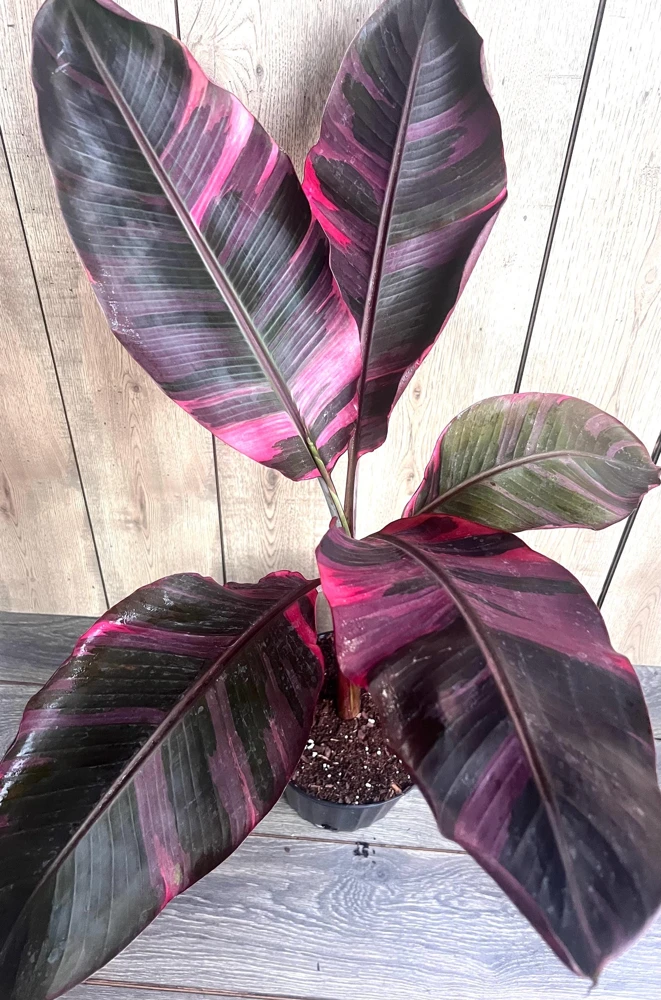 Pink Variegated Banana Plant Live - Large Musa in 10-inch Pot, Tropical Houseplant - Cannot ship to CA - Image 1