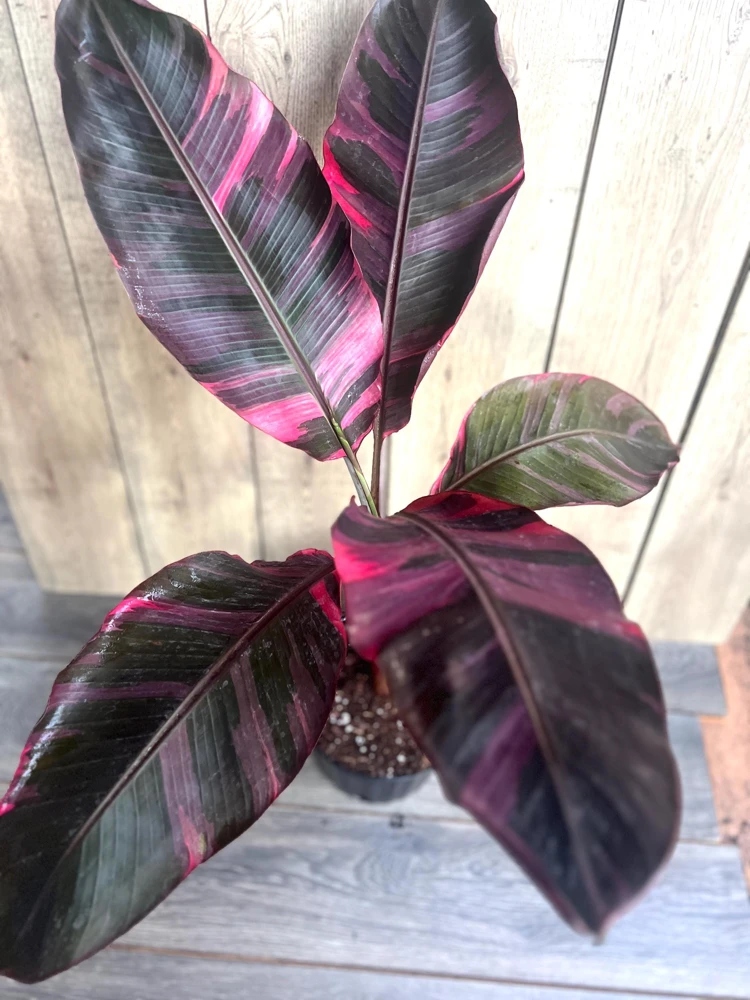 Pink Variegated Banana Plant Live - Large Musa in 10-inch Pot, Tropical Houseplant - Cannot ship to CA - Image 2