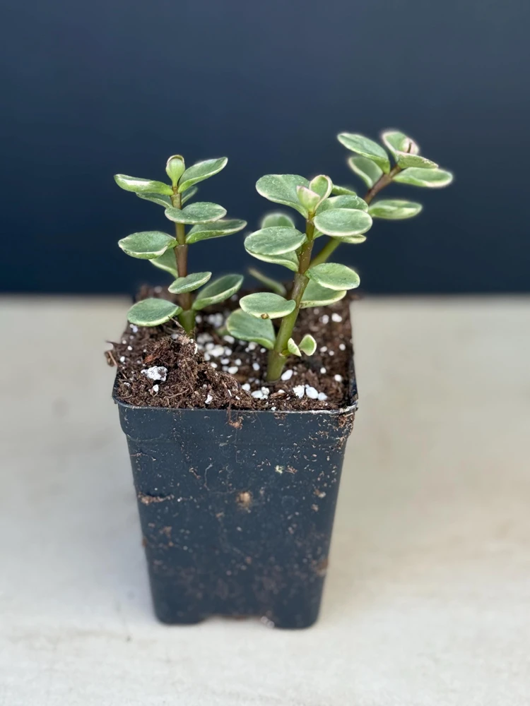 Pink Variegated Elephant Bush Succulent Live Plant, 2.5-inch Pot - Image 2