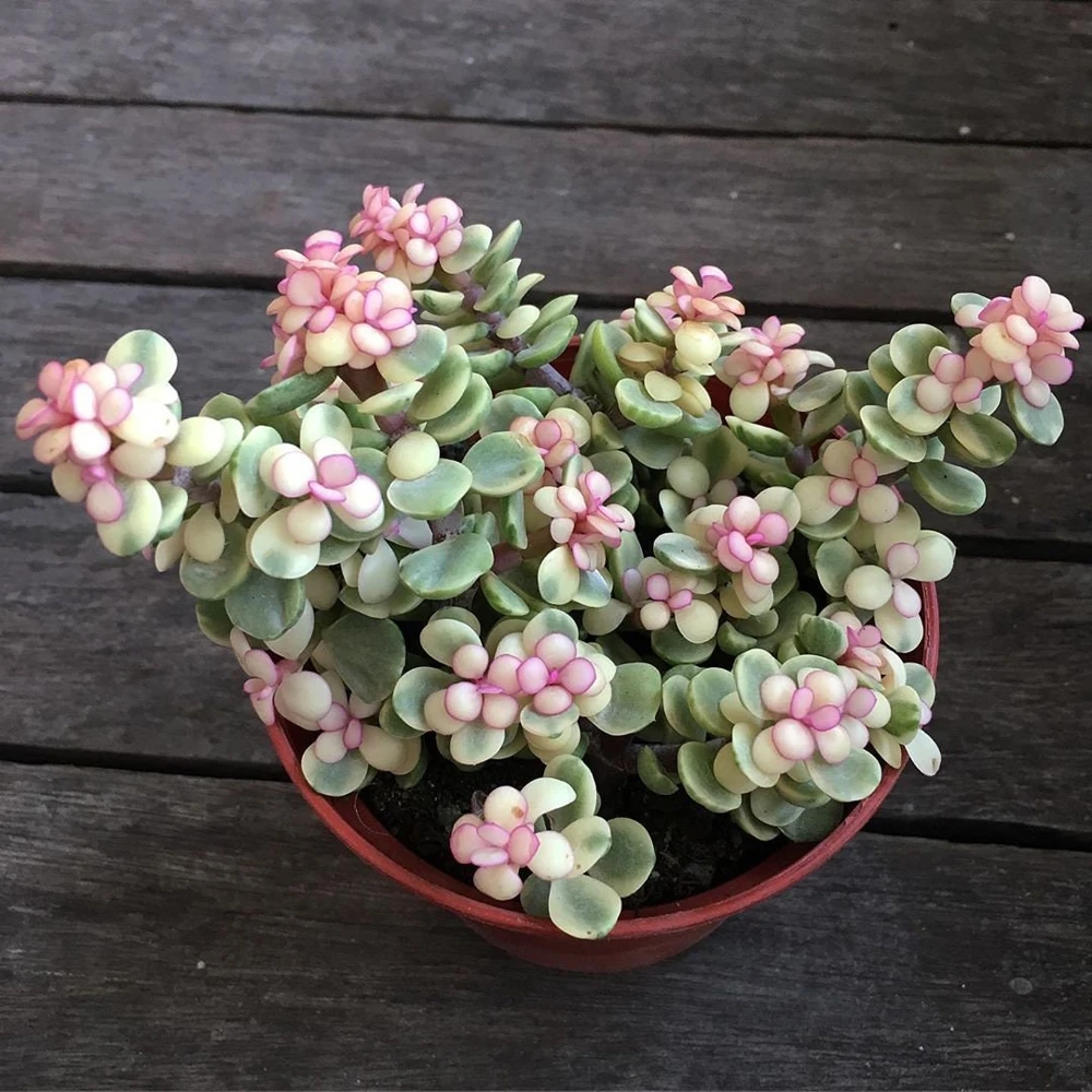 Pink Variegated Elephant Bush Succulent Live Plant, 2.5-inch Pot - Image 1