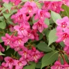 Pink Weigela Live Plant - Flowering Shrub - 4 inch Pot - Outdoor - Image 1