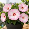 Pink White Hibiscus Live Plant - Hardy Tropical Shrub, 4-8 Inch Tall - Image 1