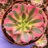 Pink Witch Aeonium Live Plant - Rare Succulent - 4 inch Pot - Indoor/Outdoor - Image 1
