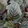 Pinstripe Calathea Live Plant - Calathea Ornata - Tropical Houseplant in 4 inch Pot - Image 1