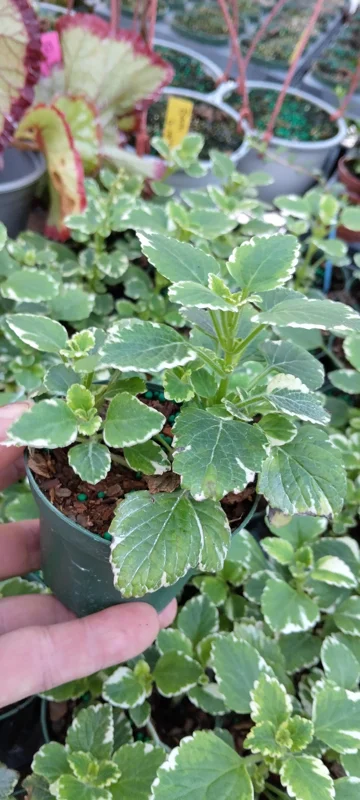 Plectranthus Swedish Ivy Live Plant - White Variegated Mint Scent - 3.25 in Pot - Image 2