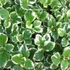 Plectranthus Swedish Ivy Live Plant - White Variegated Mint Scent - 3.25 in Pot - Image 1
