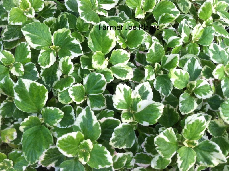 Plectranthus Swedish Ivy Live Plant - White Variegated Mint Scent - 3.25 in Pot - Image 1