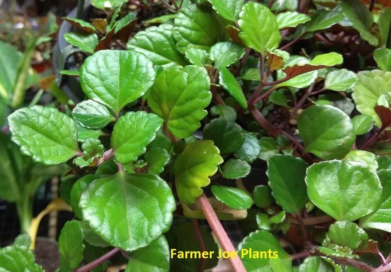 Plectranthus Swedish Ivy Purple Trailing Live Plant - 3.25 inch Pot, Indoor/Outdoor - Image 2