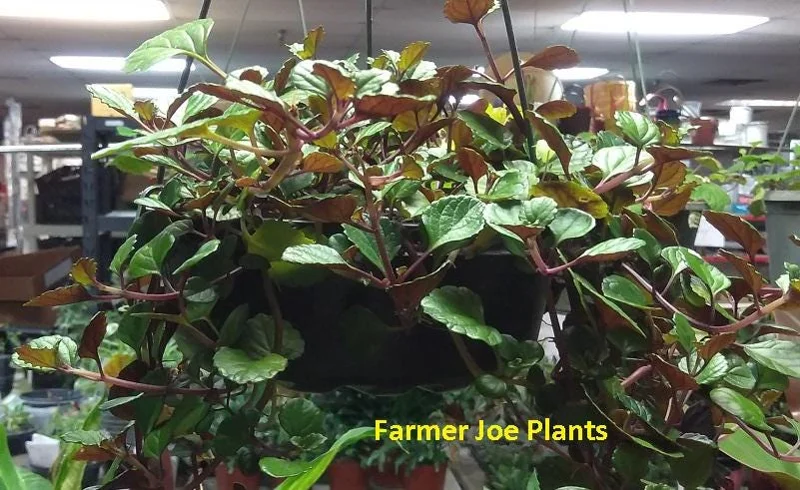 Plectranthus Swedish Ivy Purple Trailing Live Plant - 3.25 inch Pot, Indoor/Outdoor - Image 1