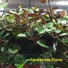 Plectranthus Swedish Ivy Purple Trailing Live Plant – 3.25 inch Pot – Indoor Houseplant - Image 1
