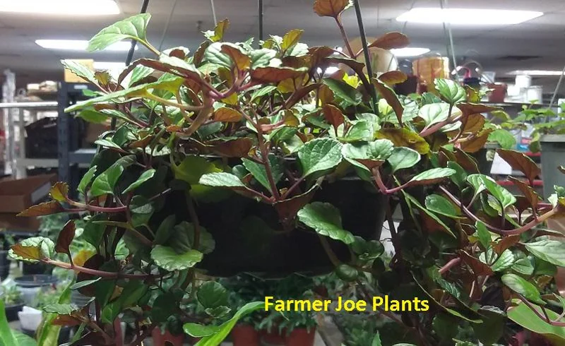 Plectranthus Swedish Ivy Purple Trailing Live Plant – 3.25 inch Pot – Indoor Houseplant - Image 1