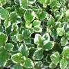 Plectranthus Swedish Ivy White Variegated Live Plant – 3.25 inch Pot – Indoor - Image 1