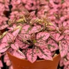 Polka Dot Live Plant – Hypoestes Phyllostachya – 2" or 4" Pot – Indoor - Image 1