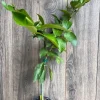 Ponderosa Lemon Live Plant - 1/2 Gallon Pot, Grafted Citrus Tree for Indoor/Outdoor - Cannot ship to CA - Image 1