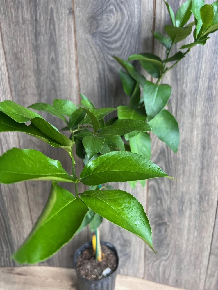 Ponderosa Lemon Tree Live Plant - Grafted in Half Gallon Pot, Fruit Bearing - Cannot ship to CA - Image 2