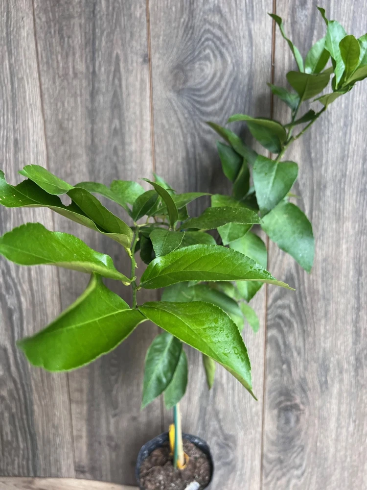 Ponderosa Lemon Tree Live Plant - Grafted in Half Gallon Pot, Fruit Bearing - Cannot ship to CA - Image 3