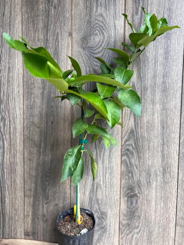 Ponderosa Lemon Tree Live Plant - Grafted in Half Gallon Pot, Fruit Bearing - Cannot ship to CA - Image 4