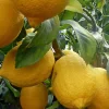 Ponderosa Lemon Tree Live Plant - Grafted in Half Gallon Pot, Fruit Bearing - Cannot ship to CA - Image 1
