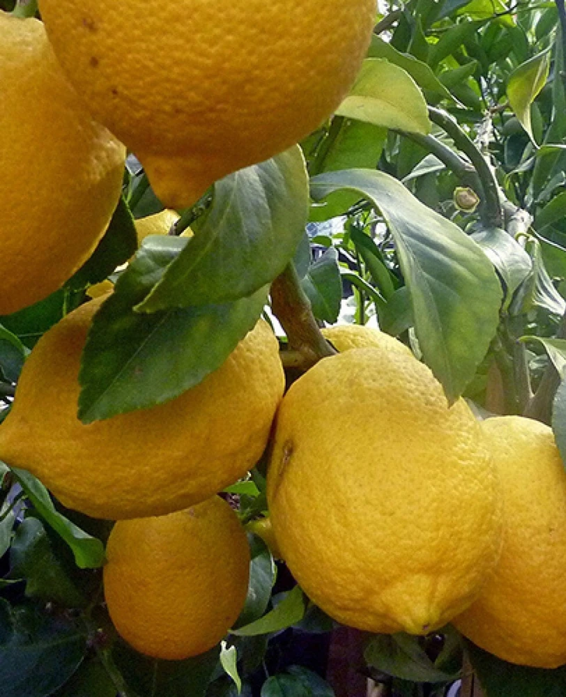 Ponderosa Lemon Tree Live Plant - Grafted in Half Gallon Pot, Fruit Bearing - Cannot ship to CA - Image 1