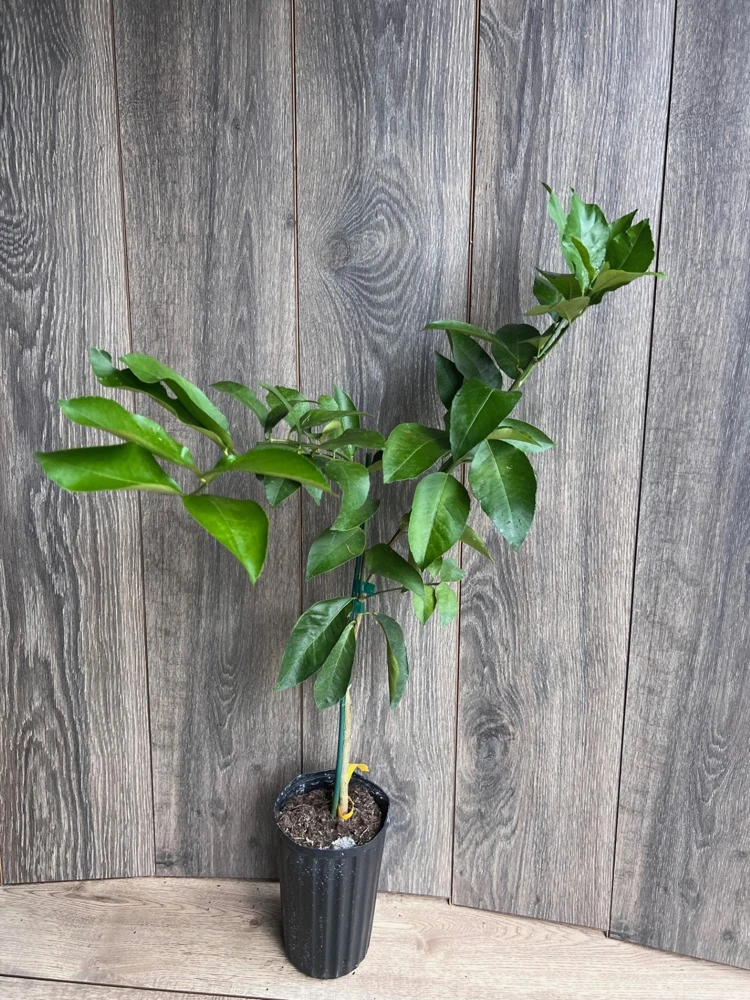 Ponderosa Lemon Tree Live Plant - Grafted in Half Gallon Pot, Fruit Bearing - Cannot ship to CA - Image 5