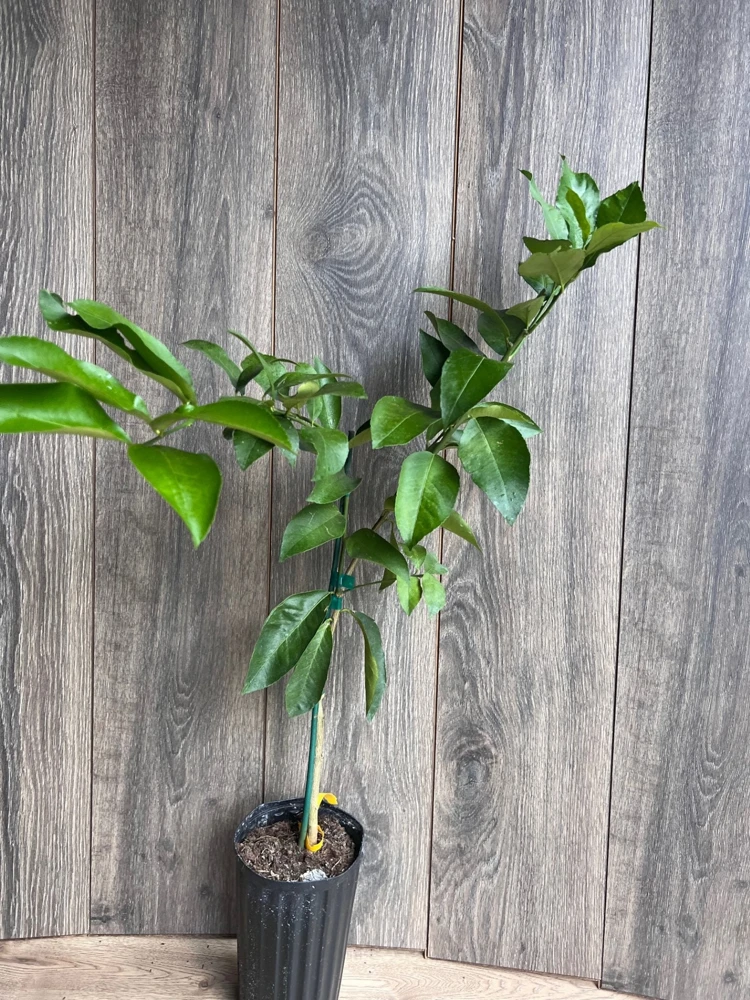 Ponderosa Lemon Tree Live Plant - Grafted in Half Gallon Pot, Fruit Bearing - Cannot ship to CA - Image 6
